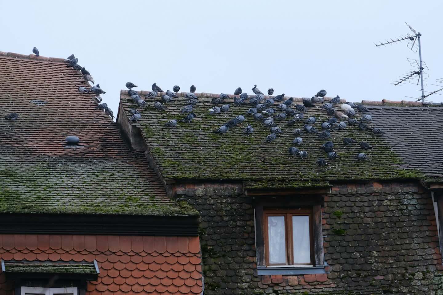 Roof Inspections